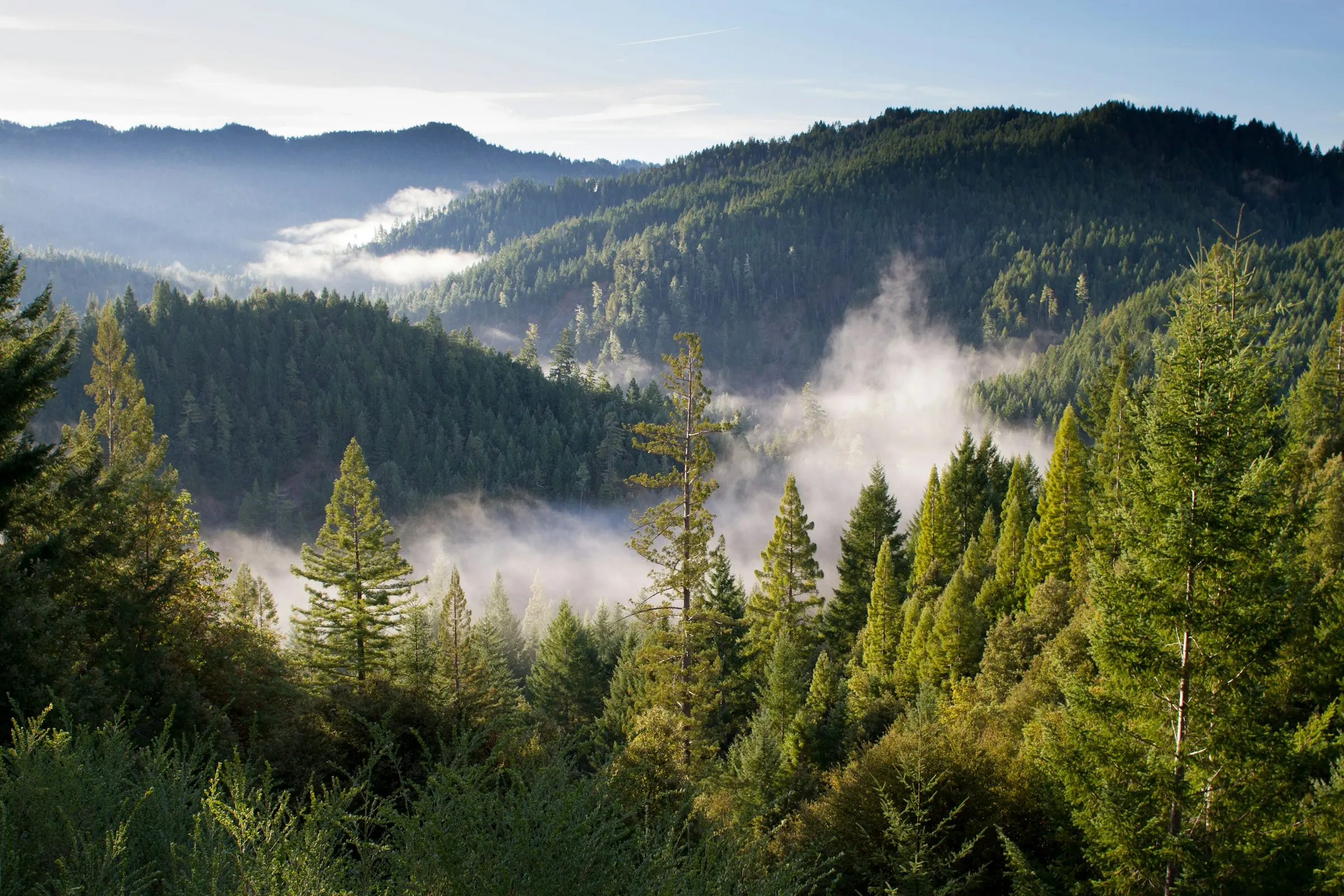 Bewaldete Hügel mit Nebel im Tal – heimischer Mischwald